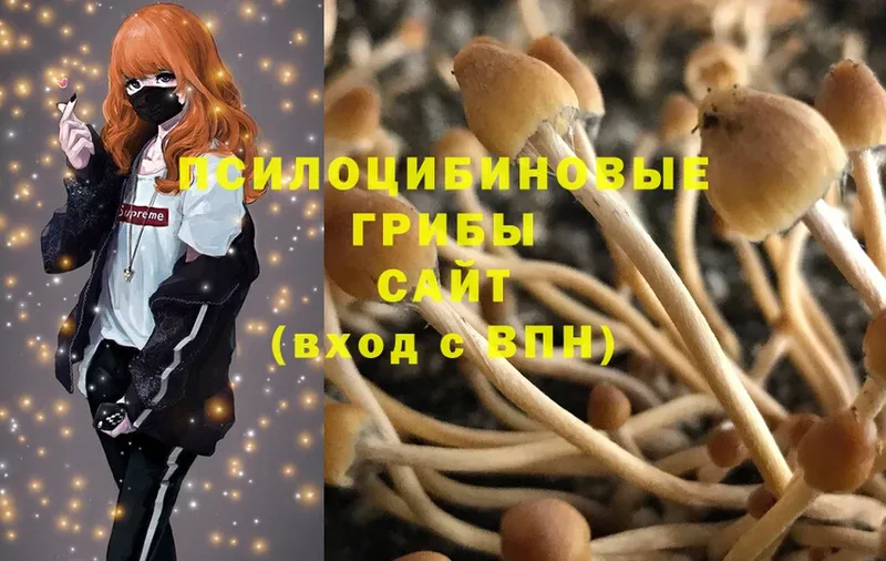 Псилоцибиновые грибы Psilocybe  Вихоревка 